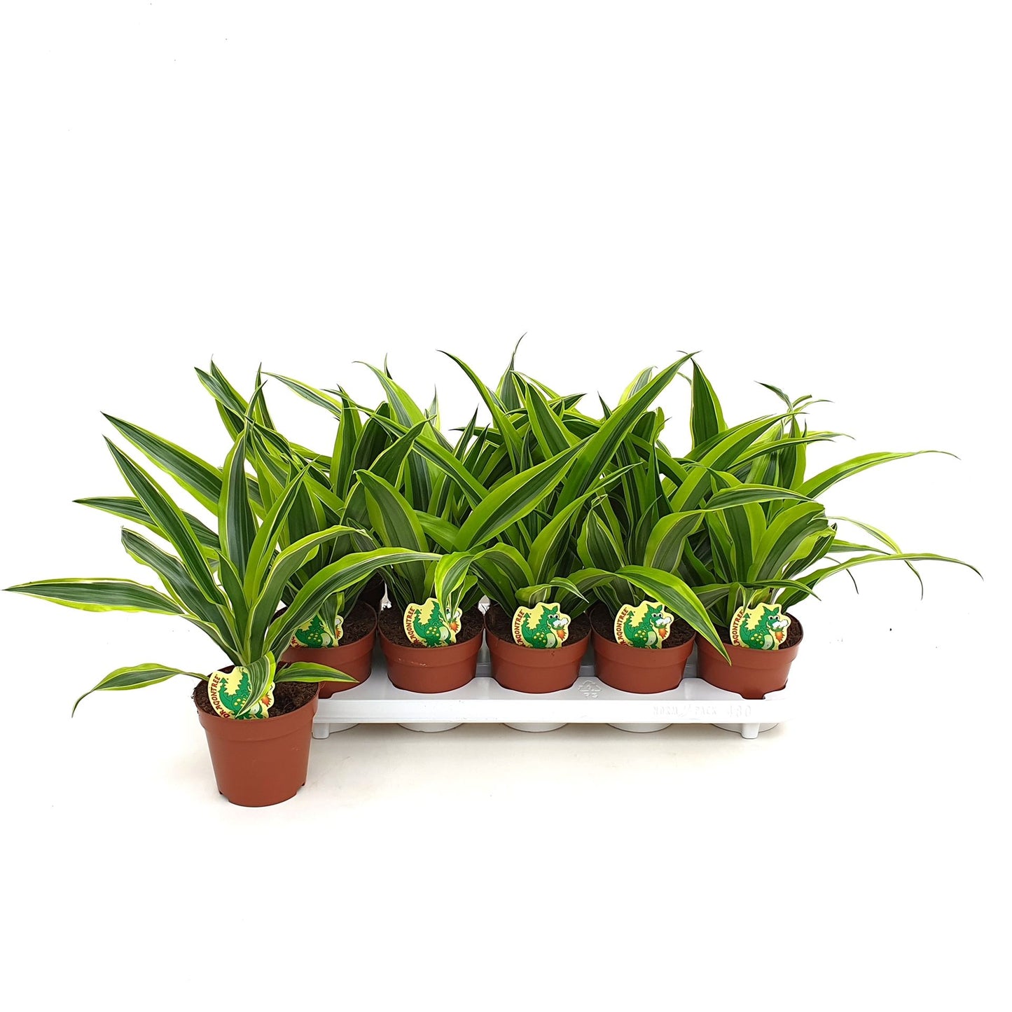 Dracaena Deremensis - Lemon Lime (drakenbloedboom)