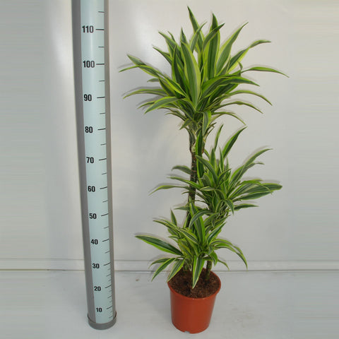 KAMERPLANT - Dracaena Deremensis - Lemon Lime (drakenbloedboom)