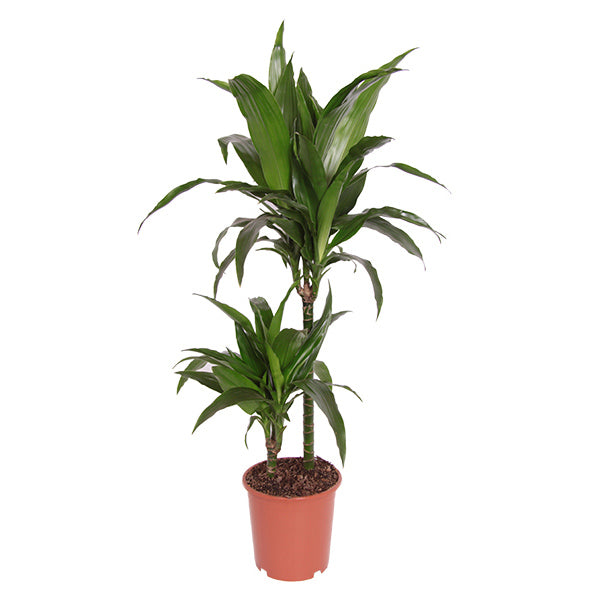 Dracaena 'Janet Craig' (drakenbloedboom)