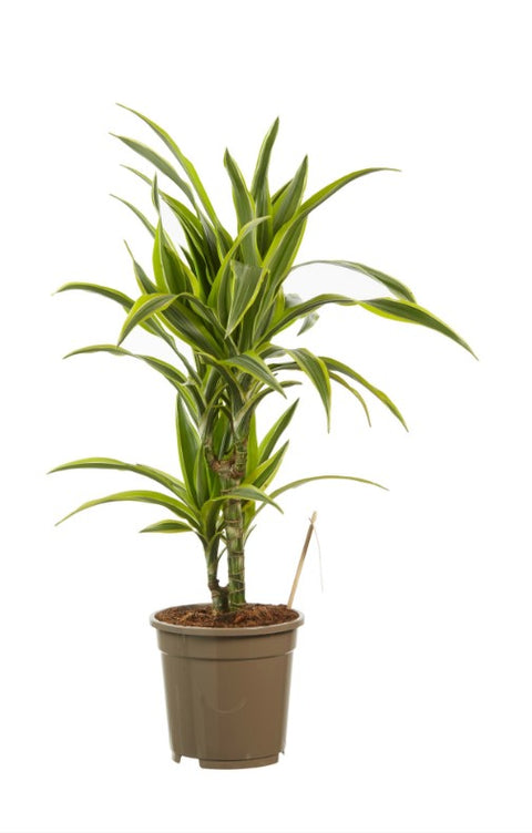 kamerplant dracaena KAMERPLANT - Dracaena Deremensis - Lemon Lime (drakenbloedboom) - Dracaena