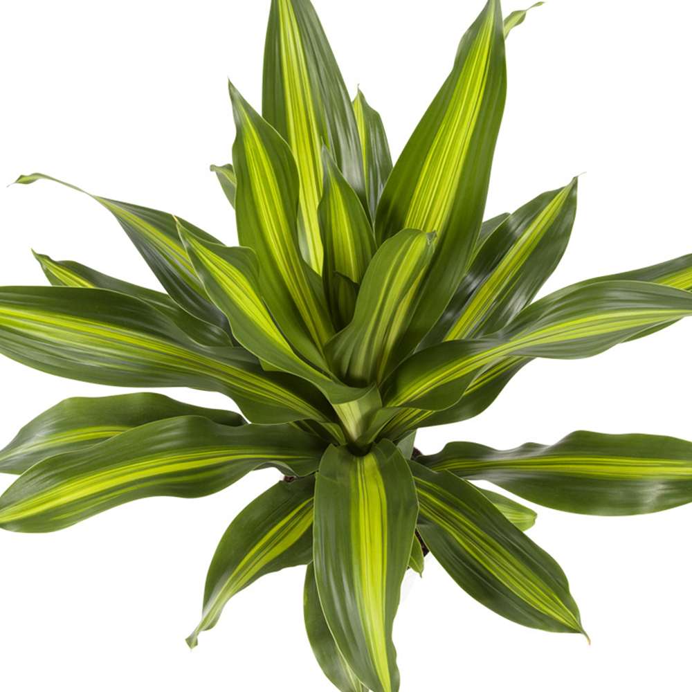 Dracaena Burley (drakenbloedboom)