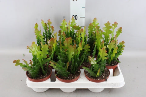 KAMERPLANT - Epiphyllum Anguliger (zaagcactus)