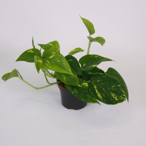 Epipremnum Aureum (Scindapsus of drakenklimop)