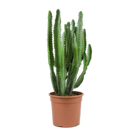 Euphorbia (cowboycactus)