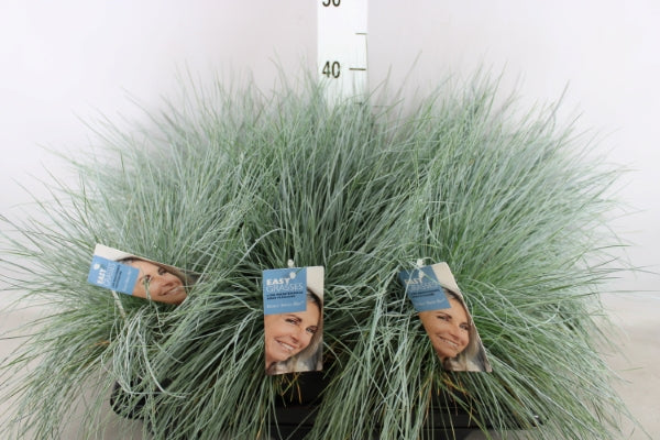 Festuca Glauca Intense Blue (Blauw Schapengras)