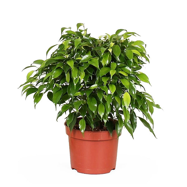 Ficus Benjamina