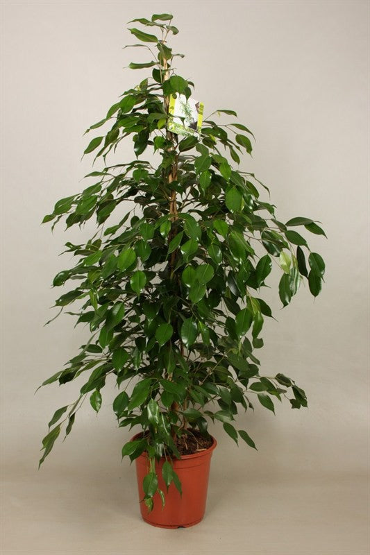 Ficus Benjamina