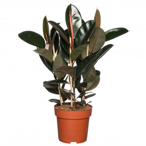 Ficus Elastica (rubberboom)