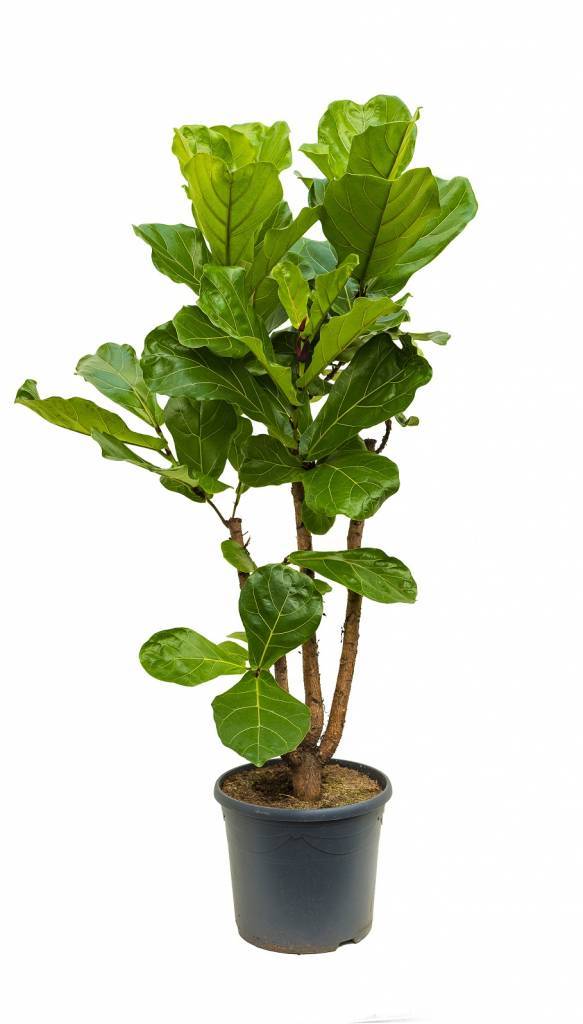 Ficus Lyrata (vioolbladplant)