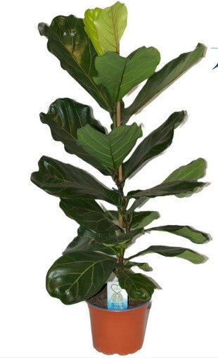 KAMERPLANT - Ficus Lyrata (vioolbladplant)