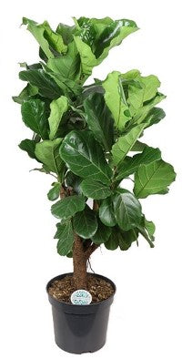 KAMERPLANT - Ficus Lyrata (vioolbladplant)