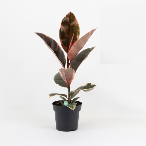 KAMERPLANT - Ficus Elastica (rubberboom)