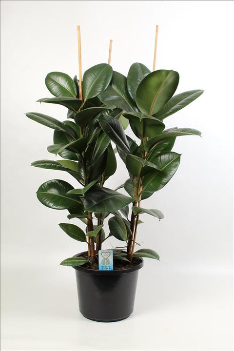 KAMERPLANT - Ficus Elastica (rubberboom)