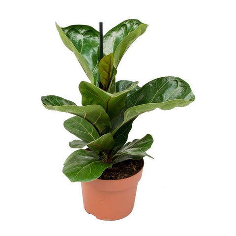 KAMERPLANT - Ficus Lyrata (vioolbladplant)
