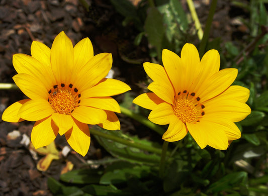 Gazania Rigens (middaggoud)