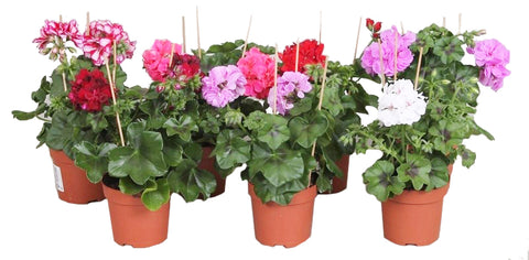 OUTDOOR - Pelargonium Graveolens (geurgeranium)