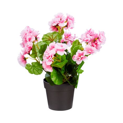 OUTDOOR - Pelargonium Graveolens (geurgeranium)