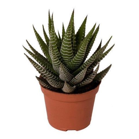 KAMERPLANT - Haworthia Fasciata