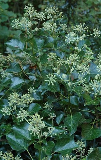 Hedera Helix Arborescens (struikklimop)