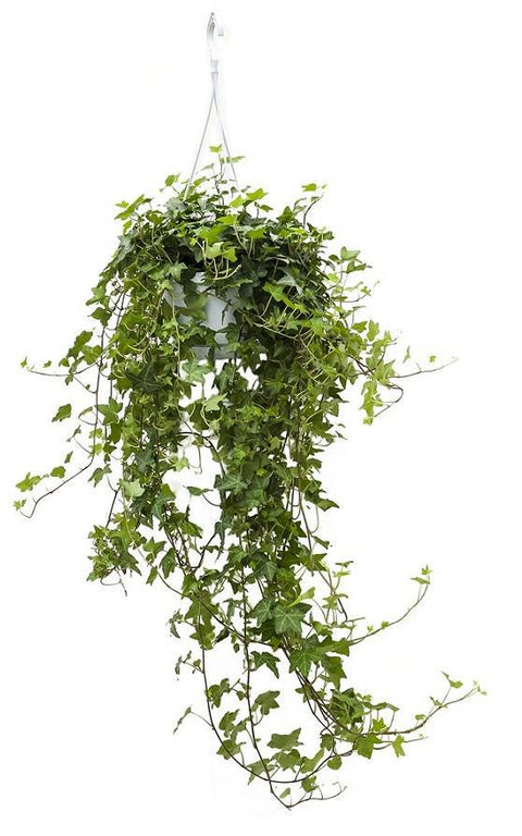 OUTDOOR - Hedera (klimop)