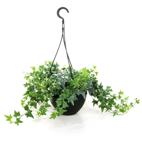 OUTDOOR - Hedera (klimop)