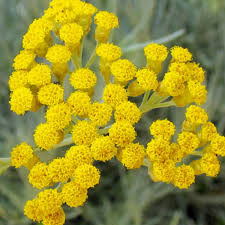 Helichrysum Italicum (kerrieplant/Italiaans zonnegoud)