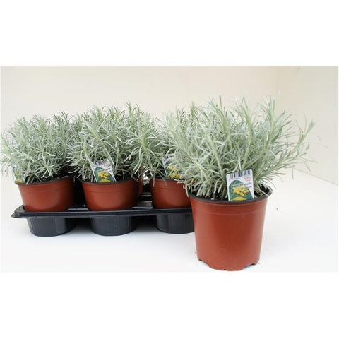 OUTDOOR - Helichrysum Italicum (kerrieplant/Italiaans zonnegoud)