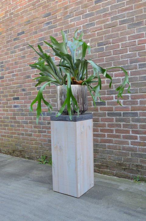 KAMERPLANT - Platycerium Bifurcatum (hertshoornvaren)