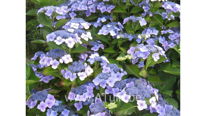 Hydragea Macrophylla (bolhortensia)