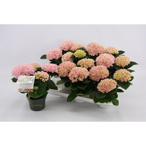 OUTDOOR - Hydragea Macrophylla (bolhortensia)