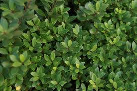 Ilex Crenata (alternatief voor buxus)