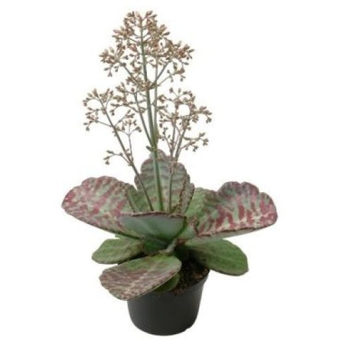 KAMERPLANT - Kalanchoë Humilis