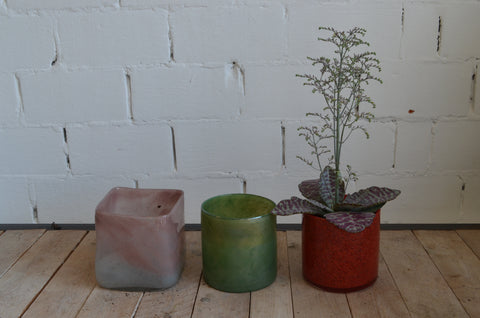 KAMERPLANT - Kalanchoë Humilis