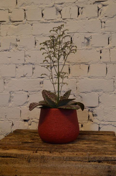 KAMERPLANT - Kalanchoë Humilis