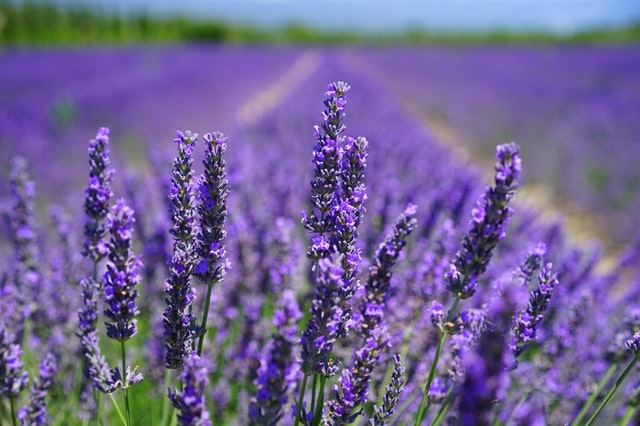 Lavandula Angusfolia (lavendel)