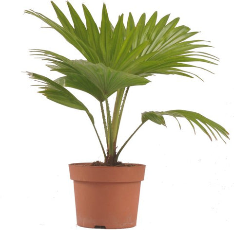 KAMERPLANT - Livistona Rotundifolia (waaierpalm)