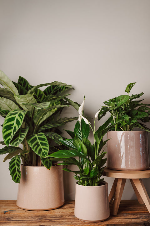 PAKKET - Plantenpakket bureau