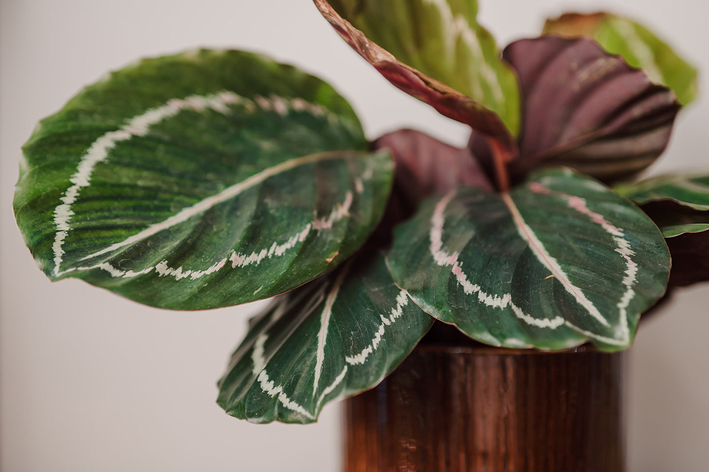 Relatiegeschenk: Plantenpakket bureau