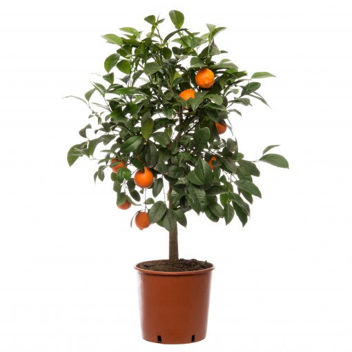 Citrofortunella microcarpa (citrusboom)