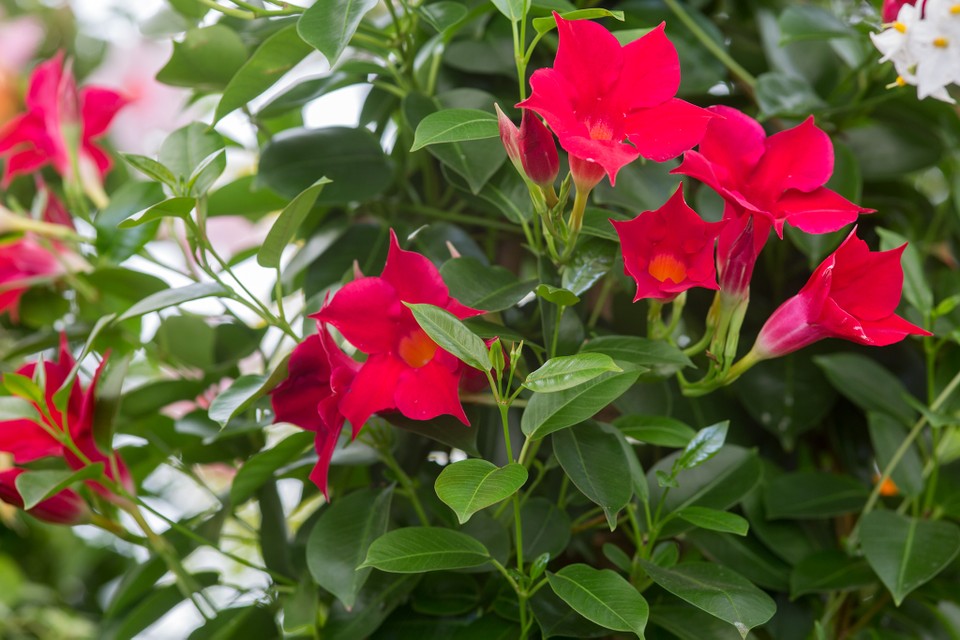 Mandevilla Sundaville