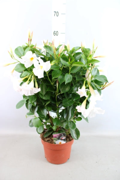 OUTDOOR - Mandevilla Sundaville