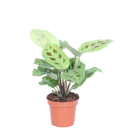 KAMERPLANT - Maranta Kerchoveana