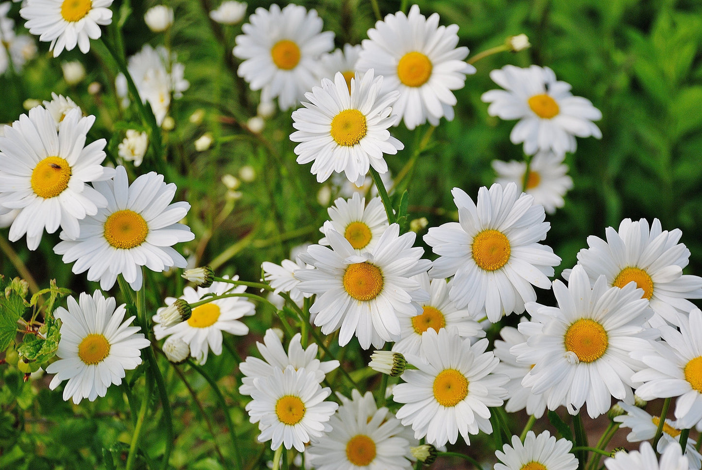 Argyranthemum Anthemis Frutescens (struikmargriet / Daisy)