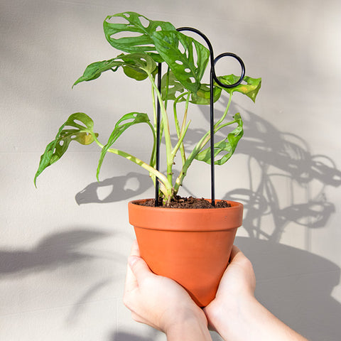 STEUN - mini plantensteunen - Klimplantensteun