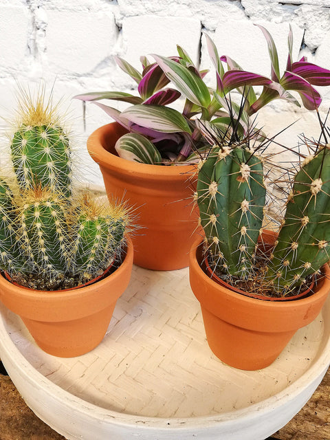 PAKKET - Looking Sharp Today