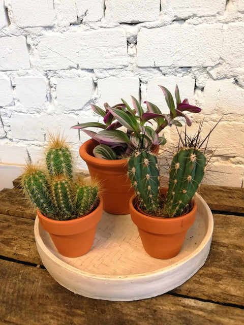 PAKKET - Looking Sharp Today