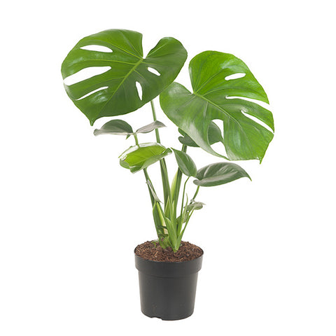 KAMERPLANT - Monstera Deliciosa