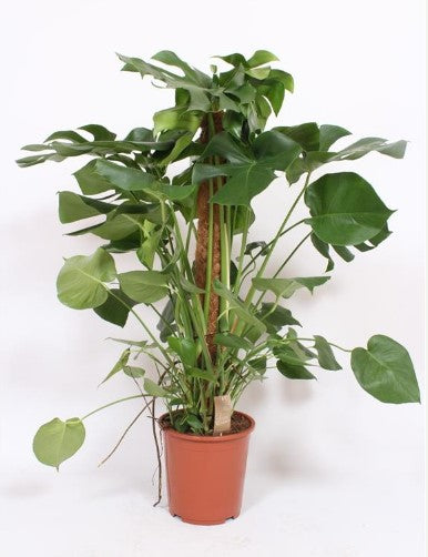 KAMERPLANT - Monstera Deliciosa