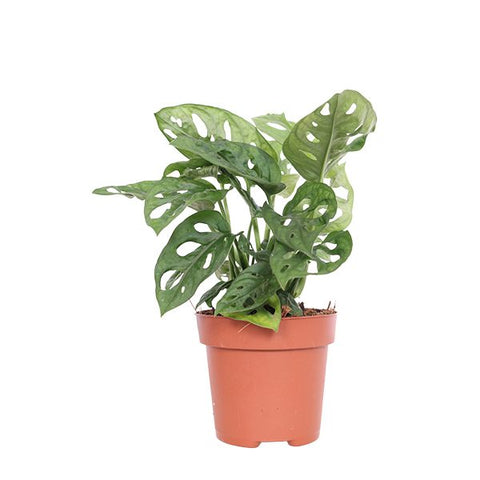 KAMERPLANT - Monstera Obliqua