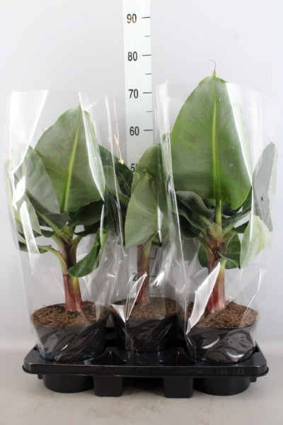 KAMERPLANT - Musa (bananenplant)